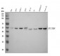 Anti-DP1 Rabbit Monoclonal Antibody