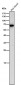 Anti-ANGPTL3 Rabbit Monoclonal Antibody