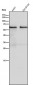 Anti-ANGPTL3 Rabbit Monoclonal Antibody