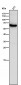 Anti-ANGPTL3 Rabbit Monoclonal Antibody