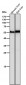 Anti-ANGPTL3 Rabbit Monoclonal Antibody