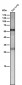 Anti-ANGPTL3 Rabbit Monoclonal Antibody