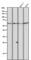 Anti-ANGPTL3 Rabbit Monoclonal Antibody