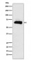 Anti-CRMP4 Rabbit Monoclonal Antibody
