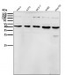Anti-Inhibin beta A Rabbit Monoclonal Antibody