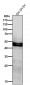 Anti-CHX10 Rabbit Monoclonal Antibody