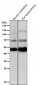Anti-CHX10 Rabbit Monoclonal Antibody