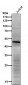 Anti-CHX10 Rabbit Monoclonal Antibody
