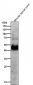 Anti-CHX10 Rabbit Monoclonal Antibody