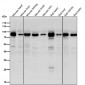 Anti-ACVR2A Rabbit Monoclonal Antibody