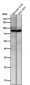 Anti-ACVR2A Rabbit Monoclonal Antibody
