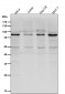 Anti-ACVR2A Rabbit Monoclonal Antibody