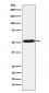 Anti-5HT7 Receptor Rabbit Monoclonal Antibody