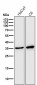 Anti-5HT7 Receptor Rabbit Monoclonal Antibody