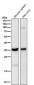 Anti-5HT7 Receptor Rabbit Monoclonal Antibody