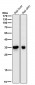 Anti-5HT7 Receptor Rabbit Monoclonal Antibody