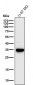 Anti-5HT7 Receptor Rabbit Monoclonal Antibody