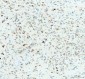 Anti-FXR1 Rabbit Monoclonal Antibody