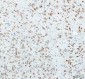 Anti-FXR1 Rabbit Monoclonal Antibody