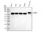 Anti-FXR1 Rabbit Monoclonal Antibody