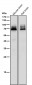 Anti-FXR1 Rabbit Monoclonal Antibody