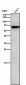 Anti-STK39 Rabbit Monoclonal Antibody