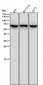 Anti-STK39 Rabbit Monoclonal Antibody