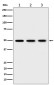 Anti-EEF1G Rabbit Monoclonal Antibody