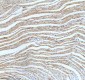 Anti-ECM1 Rabbit Monoclonal Antibody