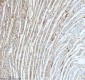 Anti-ECM1 Rabbit Monoclonal Antibody