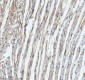 Anti-ECM1 Rabbit Monoclonal Antibody
