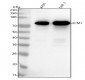 Anti-ECM1 Rabbit Monoclonal Antibody