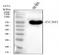 Anti-ECM1 Rabbit Monoclonal Antibody