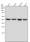 Anti-ALKBH1 Rabbit Monoclonal Antibody