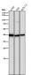 Anti-ALKBH1 Rabbit Monoclonal Antibody