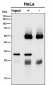 Anti-CHMP2B Rabbit Monoclonal Antibody