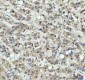 Anti-RPL7A Rabbit Monoclonal Antibody