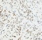 Anti-RPL7A Rabbit Monoclonal Antibody