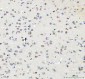 Anti-RPL7A Rabbit Monoclonal Antibody