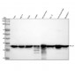 Anti-RPL7A Rabbit Monoclonal Antibody