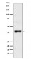 Anti-GOT2 Rabbit Monoclonal Antibody