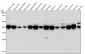 Anti-GOT2 Rabbit Monoclonal Antibody