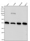Anti-GOT2 Rabbit Monoclonal Antibody