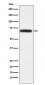 Anti-RGAP1 Rabbit Monoclonal Antibody