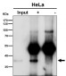 Anti-NFYA Rabbit Monoclonal Antibody