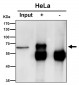 Anti-Lgi1 Rabbit Monoclonal Antibody