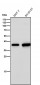 Anti-Arg2 Rabbit Monoclonal Antibody