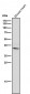 Anti-Arg2 Rabbit Monoclonal Antibody