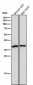 Anti-Arg2 Rabbit Monoclonal Antibody