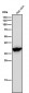 Anti-Arg2 Rabbit Monoclonal Antibody
